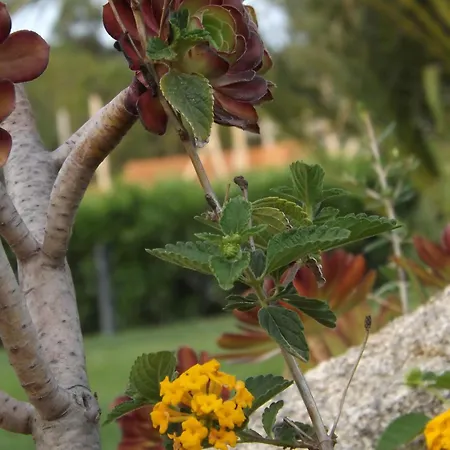 乐安福尔酒店 维拉西米乌斯