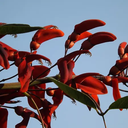 乐安福尔酒店 维拉西米乌斯